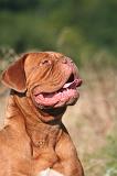 DOGUE DE BORDEAUX 352